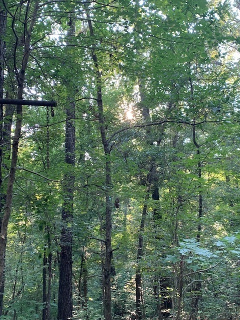 Native trees and preserved wilderness at Rum Creek Acres